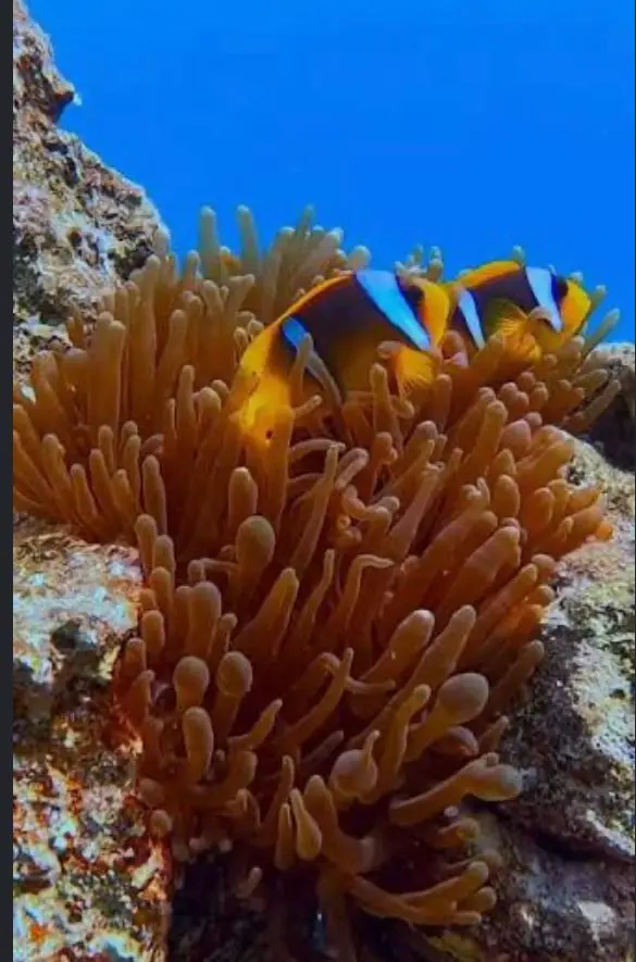 317868781096a81989d440959_41088632_c_0274f6-0077f3-0279f2